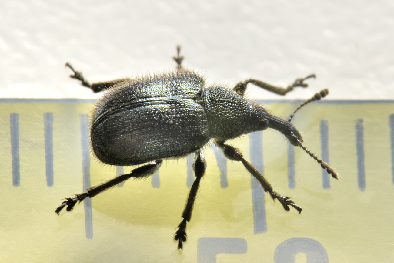 Rhynchitidae: Involvulus sp? Sì, Involvulus pubescens